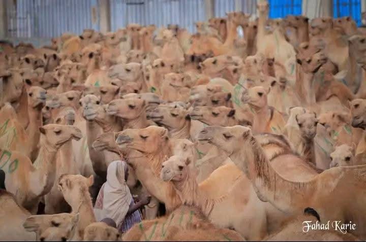 SOMALILAND LIVESTOCK